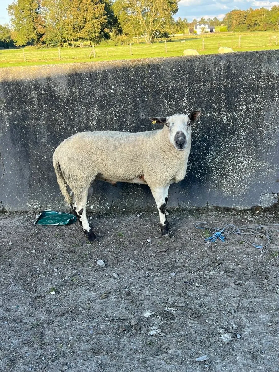 Blue  leister x texel ram - Image 2