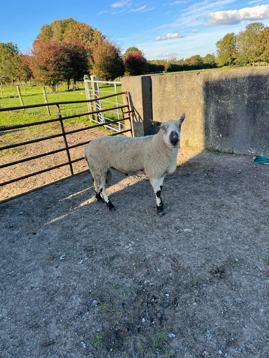Blue  leister x texel ram - Image 3