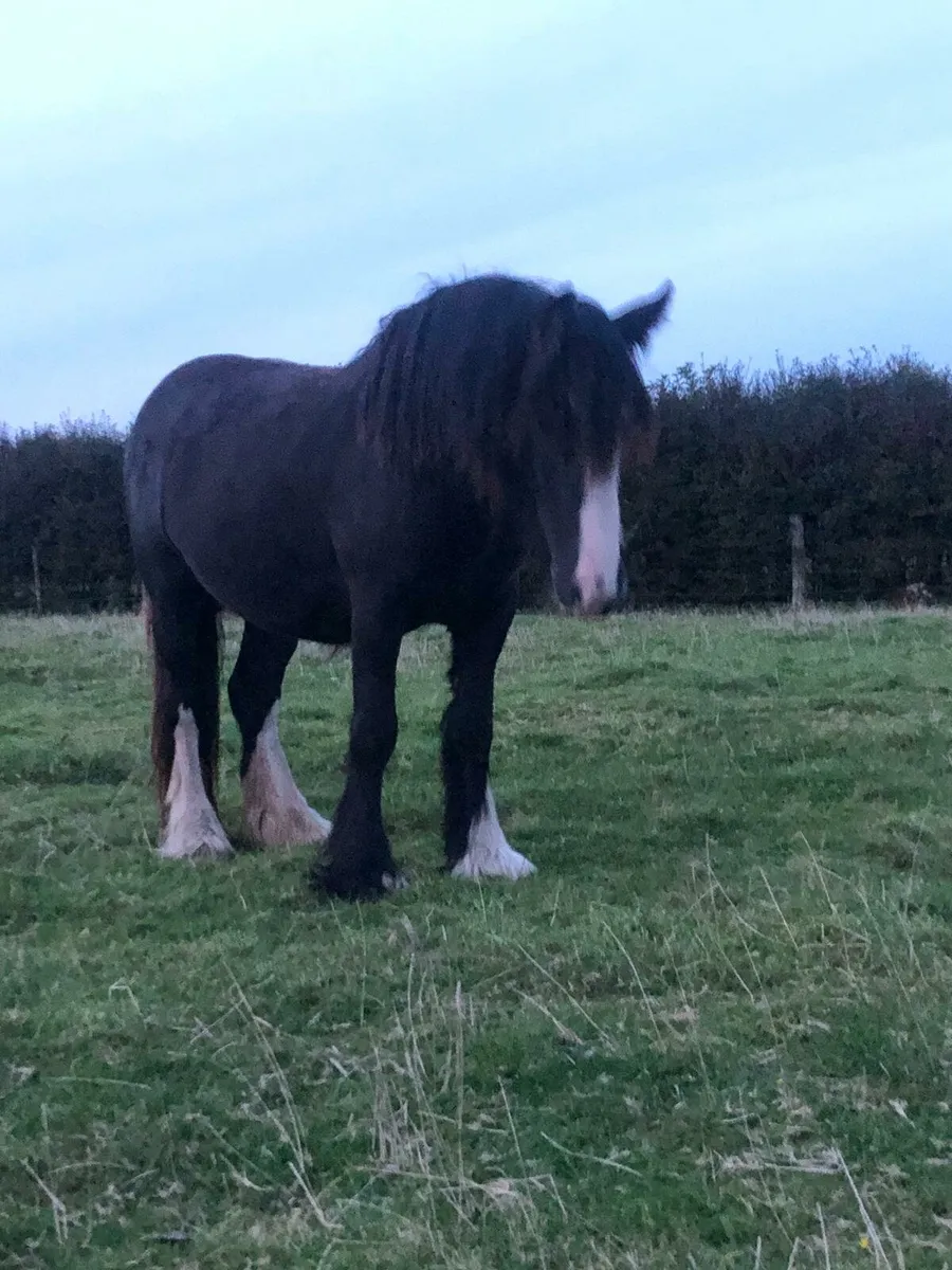 Heavy Cob filly - Image 1