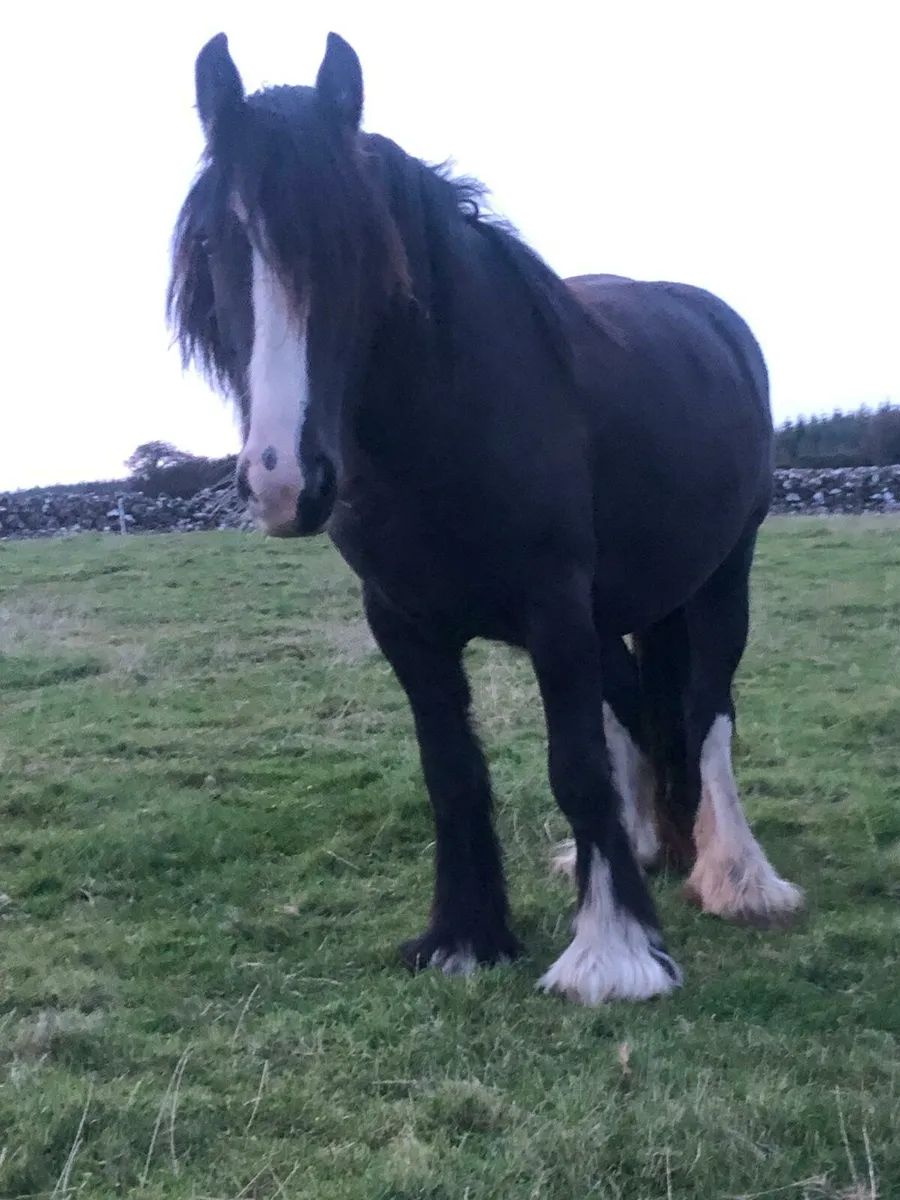 Heavy Cob filly - Image 2