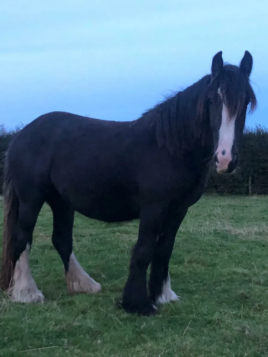 Heavy Cob filly - Image 3