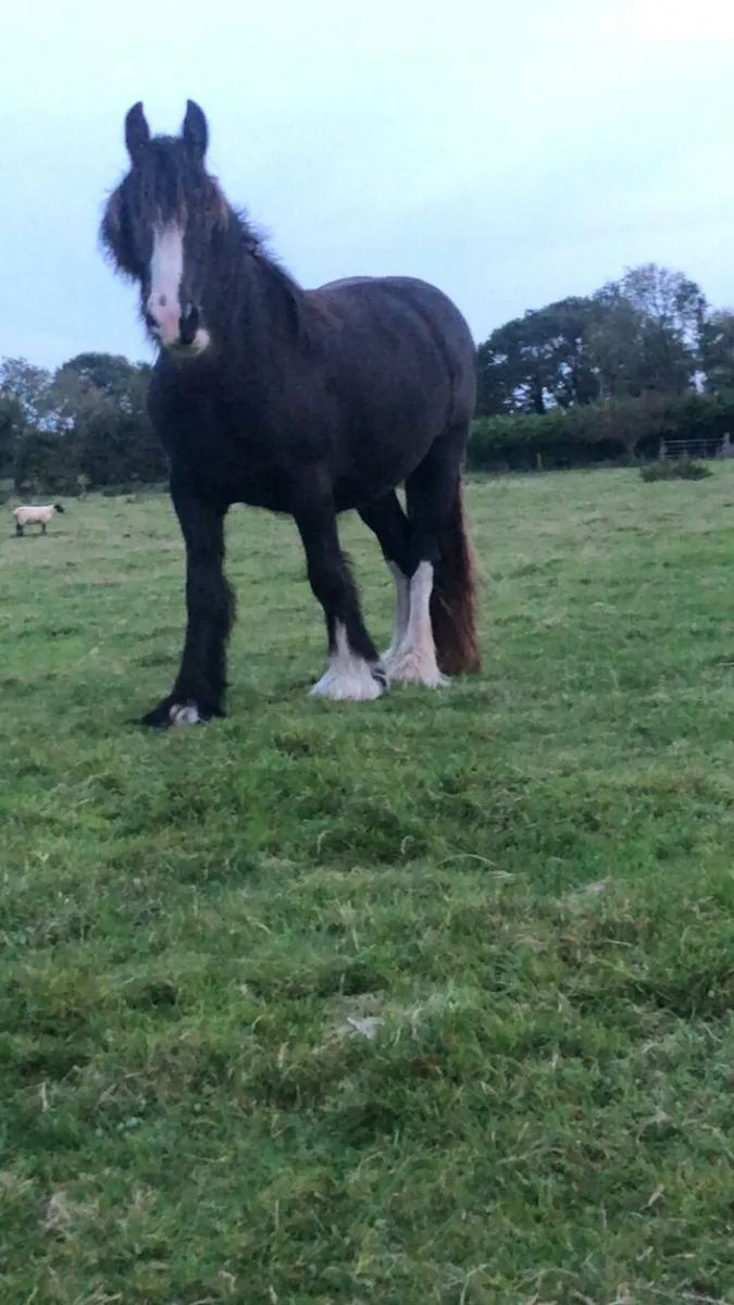 Heavy Cob filly - Image 4