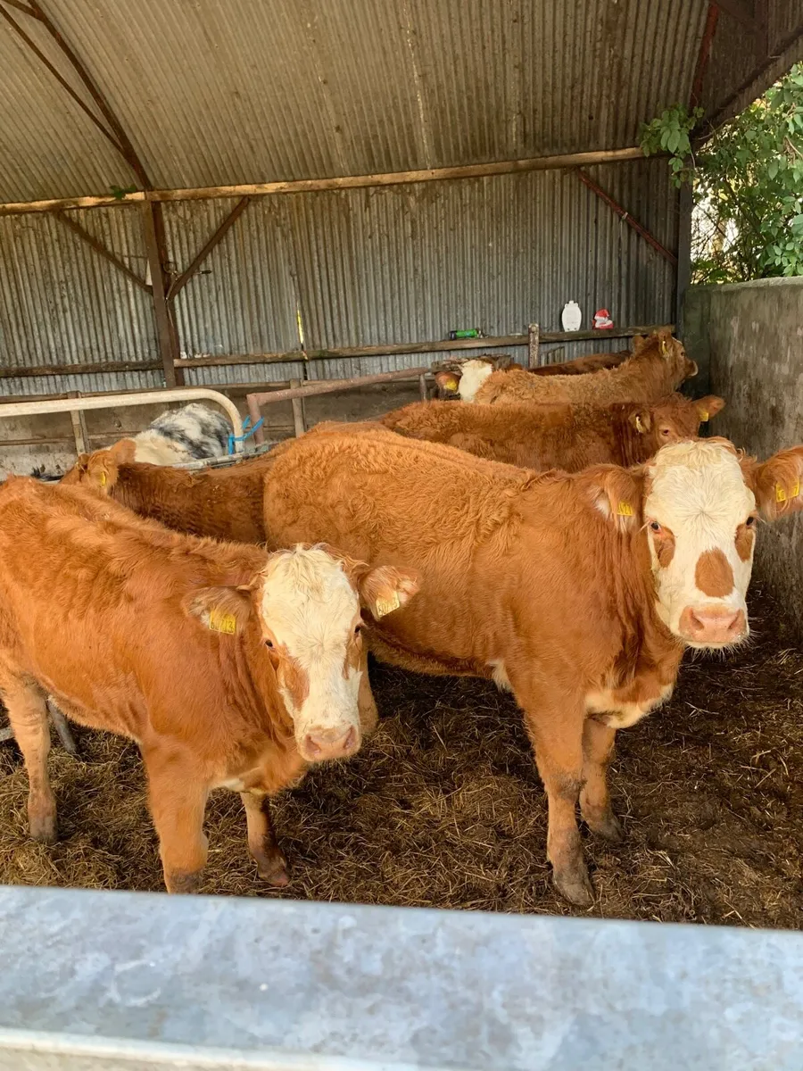 6 Super Quality LMX Heifers for sale - Image 1