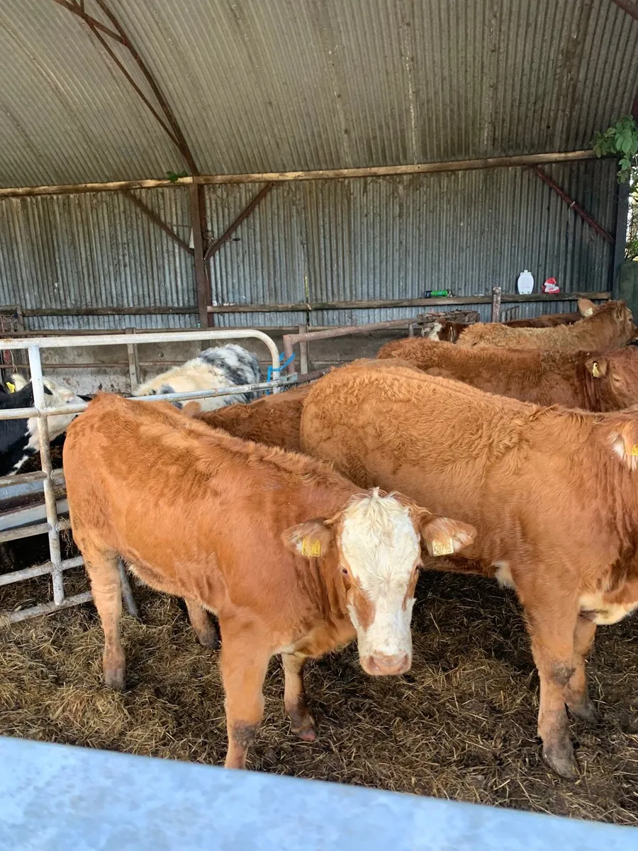 6 Super Quality LMX Heifers for sale - Image 4