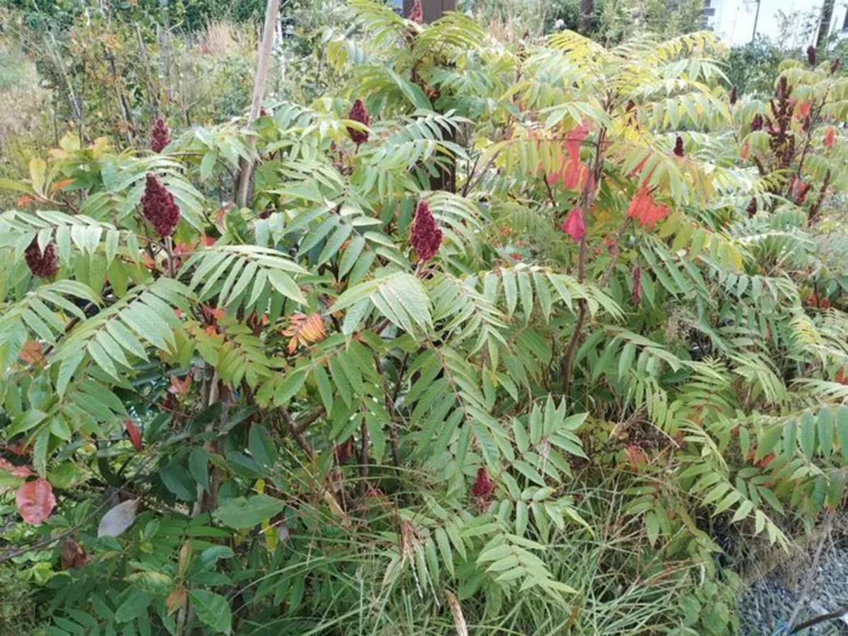 Beautiful Staghorn Sumac Trees For Sale - Image 1