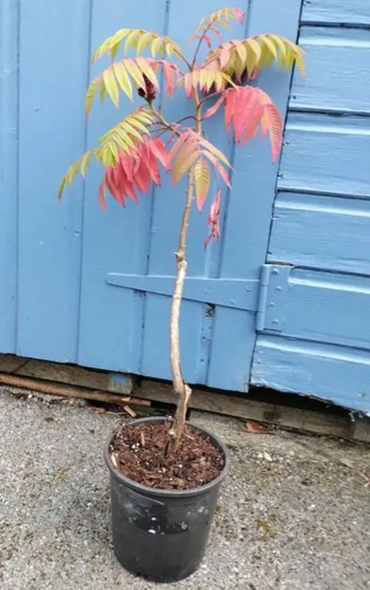 Beautiful Staghorn Sumac Trees For Sale - Image 2
