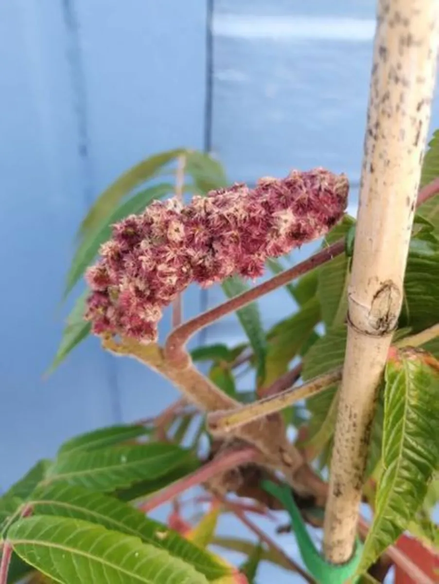Beautiful Staghorn Sumac Trees For Sale - Image 3
