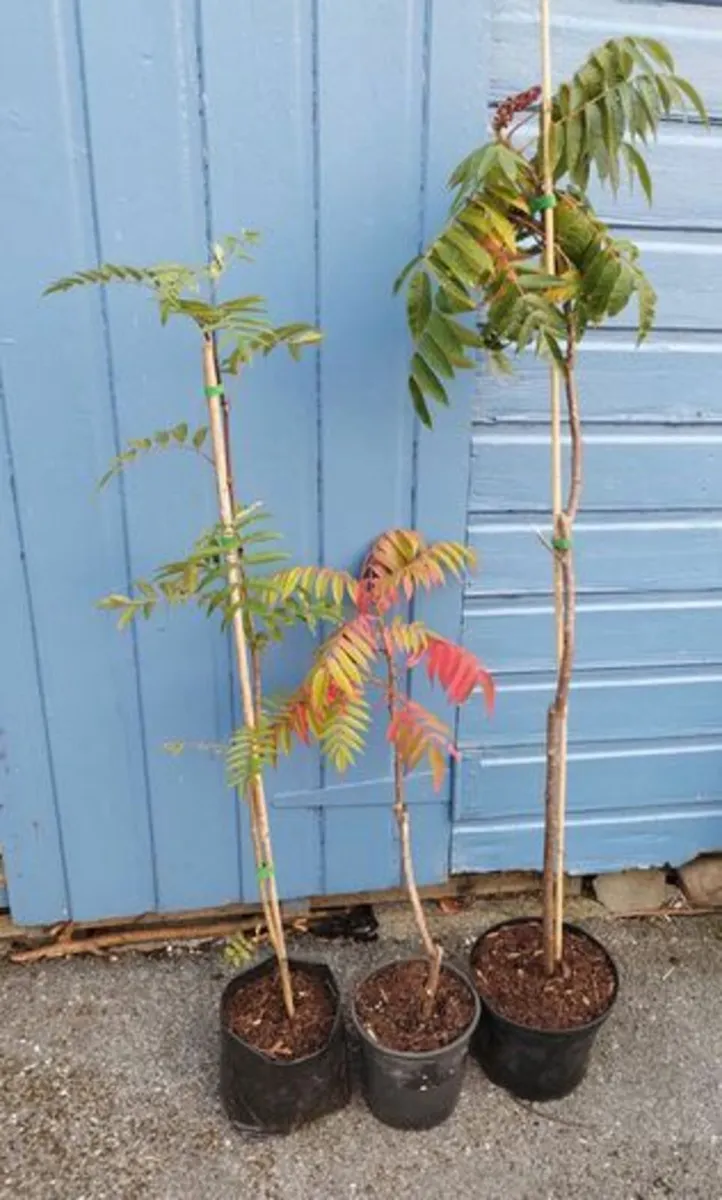 Beautiful Staghorn Sumac Trees For Sale - Image 4