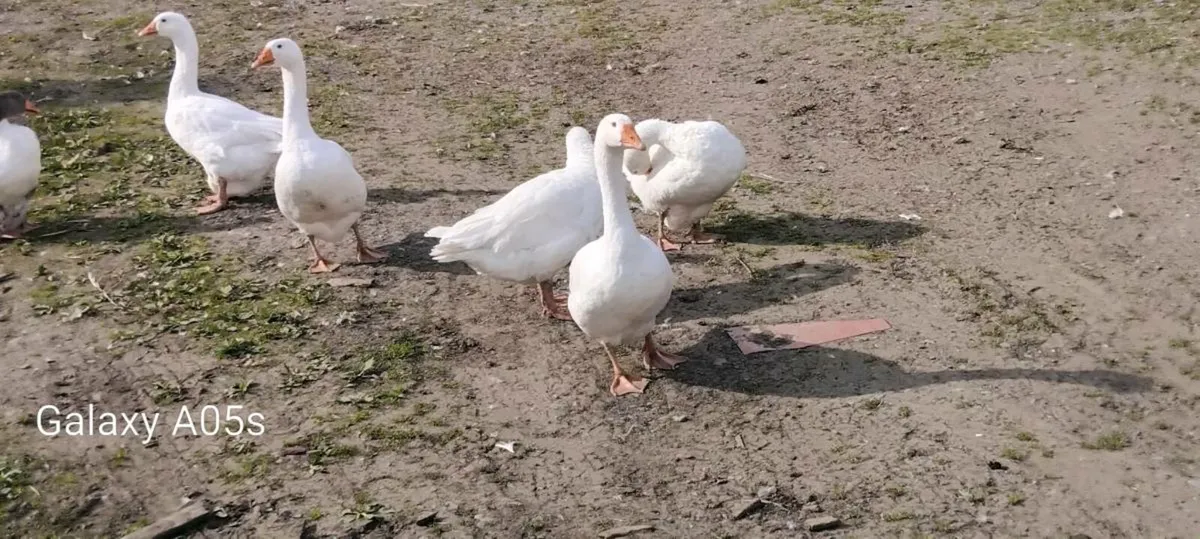 Geese - Image 1