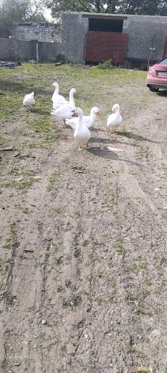 Geese - Image 2
