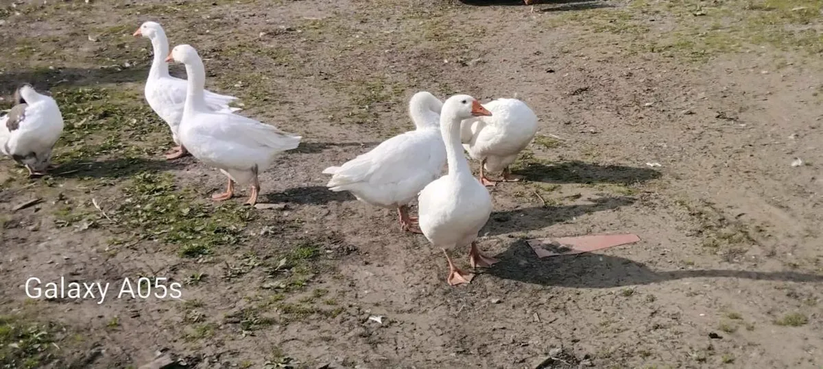 Geese - Image 3