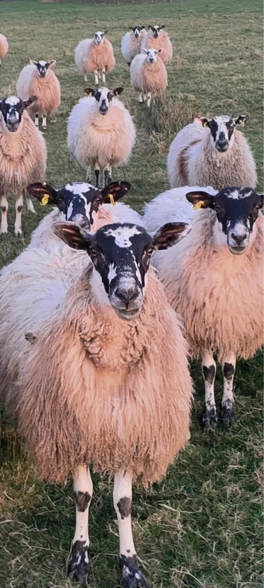 Mule ewe hoggets for sale