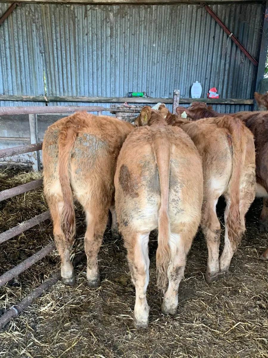 6 Super Quality LMX Heifers for sale - Image 2