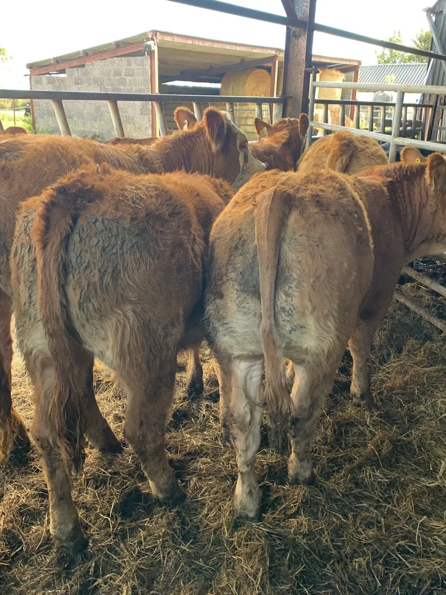 6 Super Quality LMX Heifers for sale - Image 3