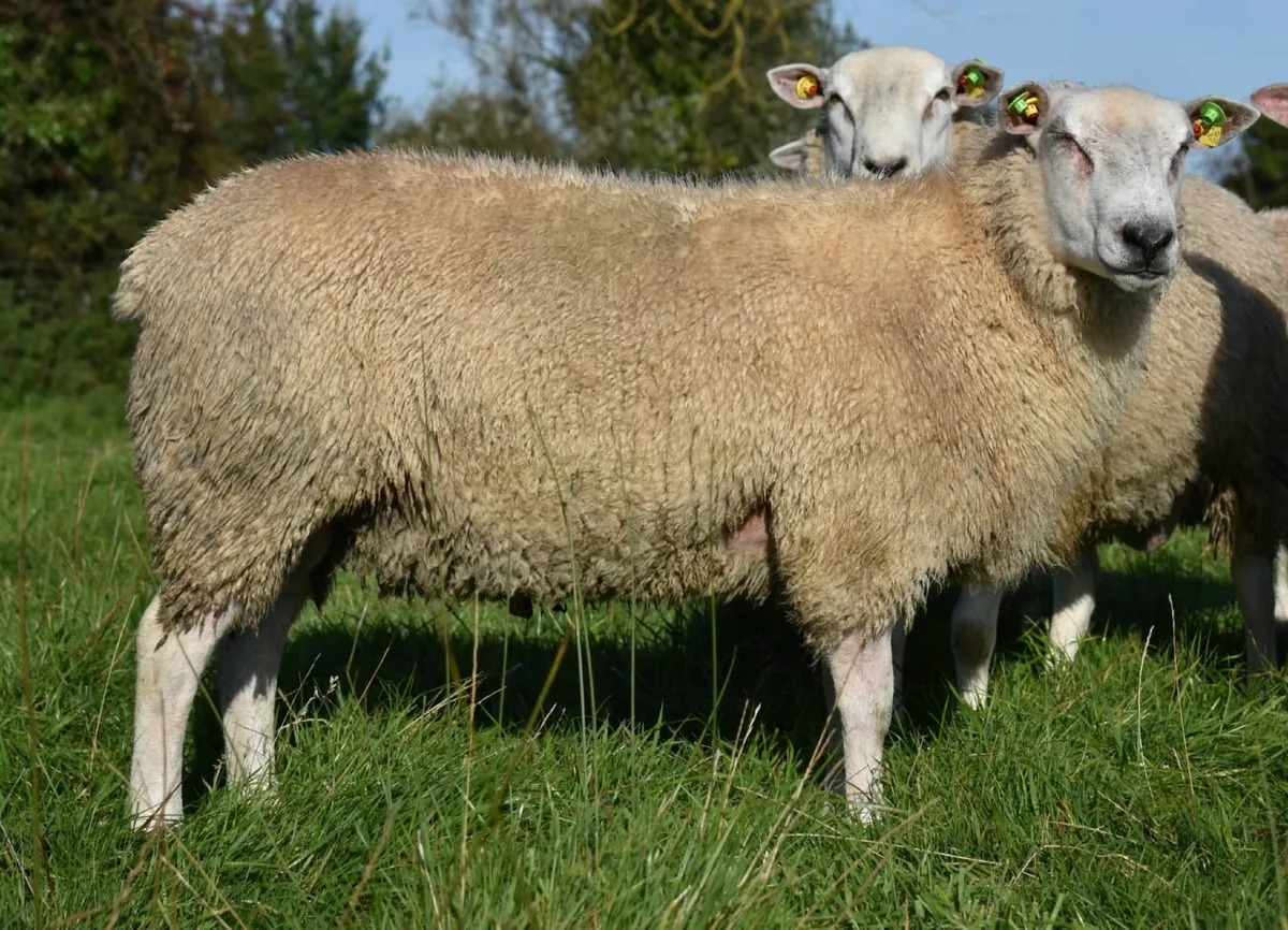 Purebred   registered  Belclare  ram lambs