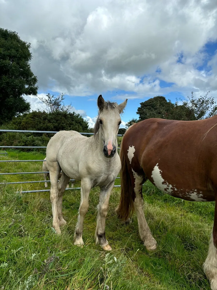 Palomino Filly - Image 1