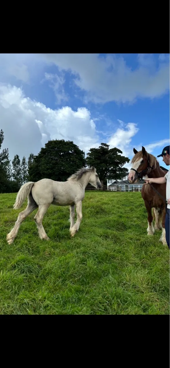 Palomino Filly - Image 2
