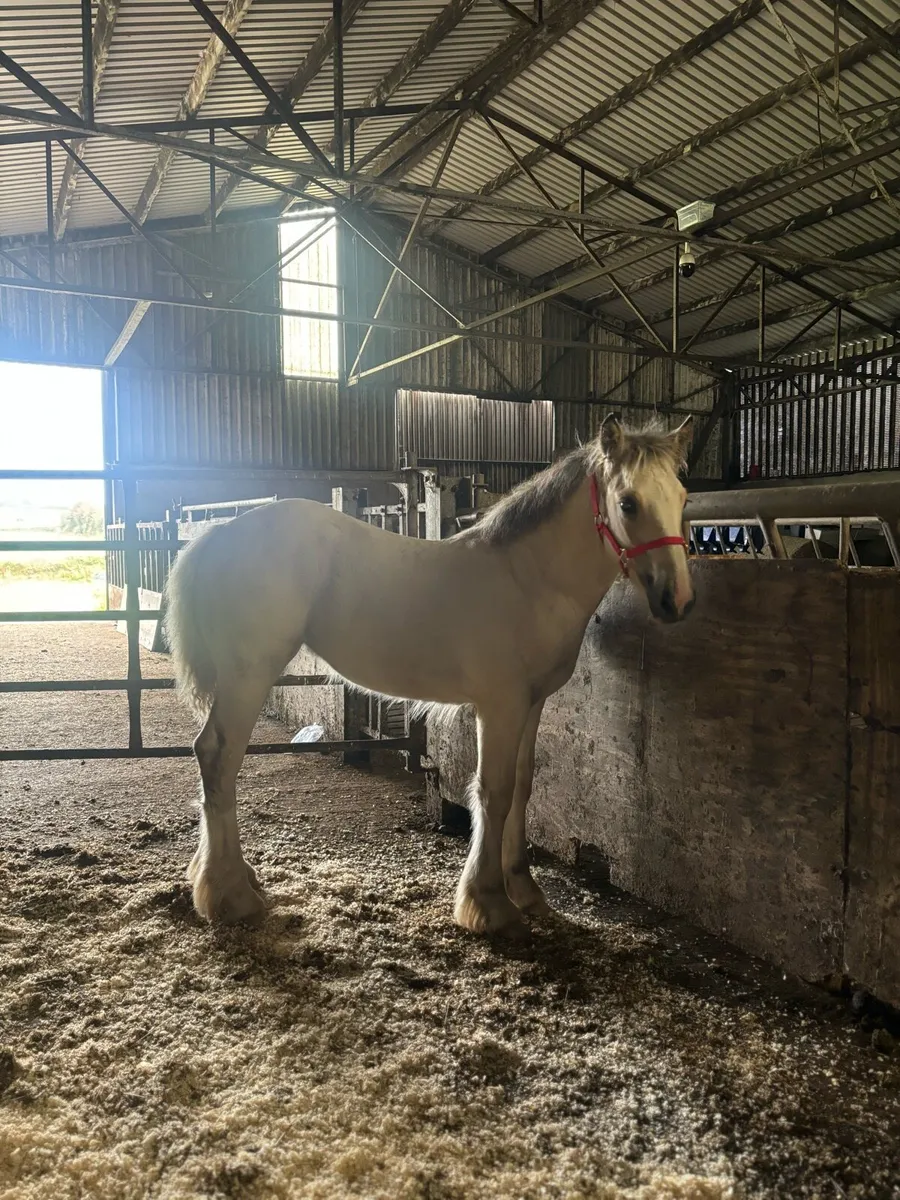 Palomino Filly - Image 3