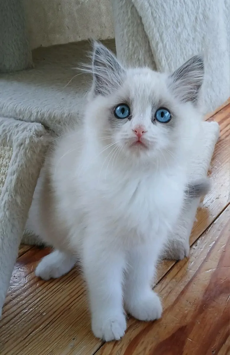 Ragdoll kittens - Image 4
