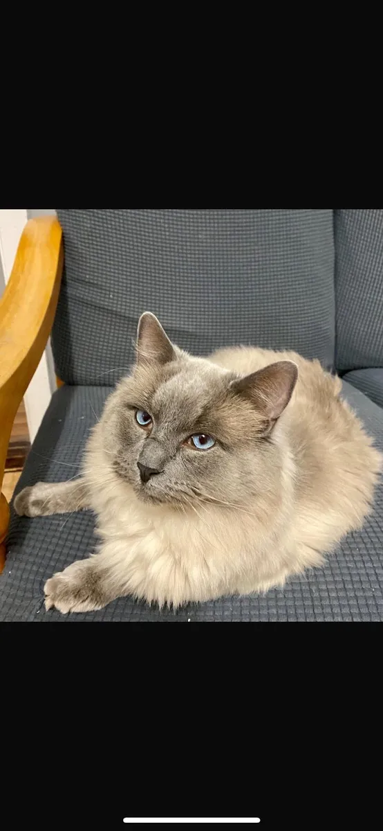 Beautiful Pedigree Ragdoll Kittens - Image 3