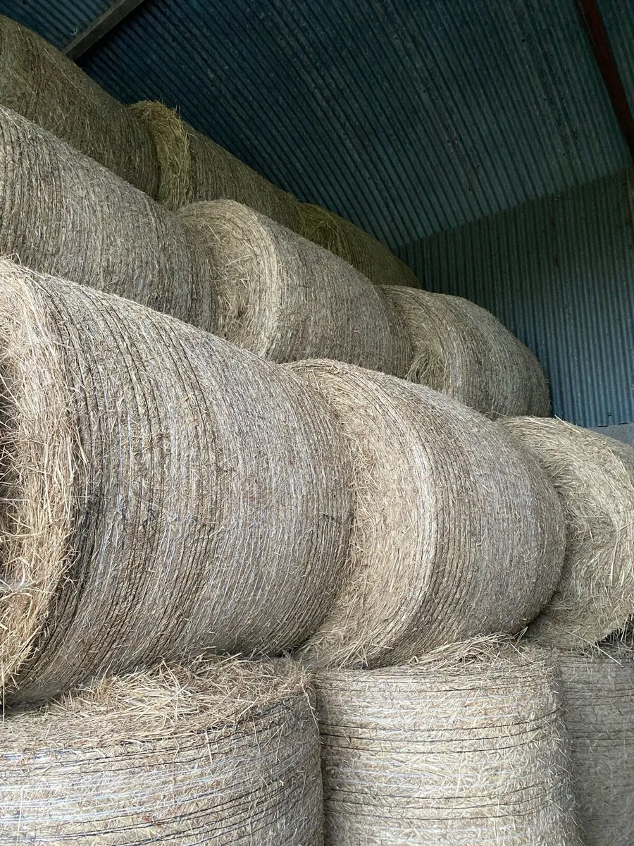 Hay