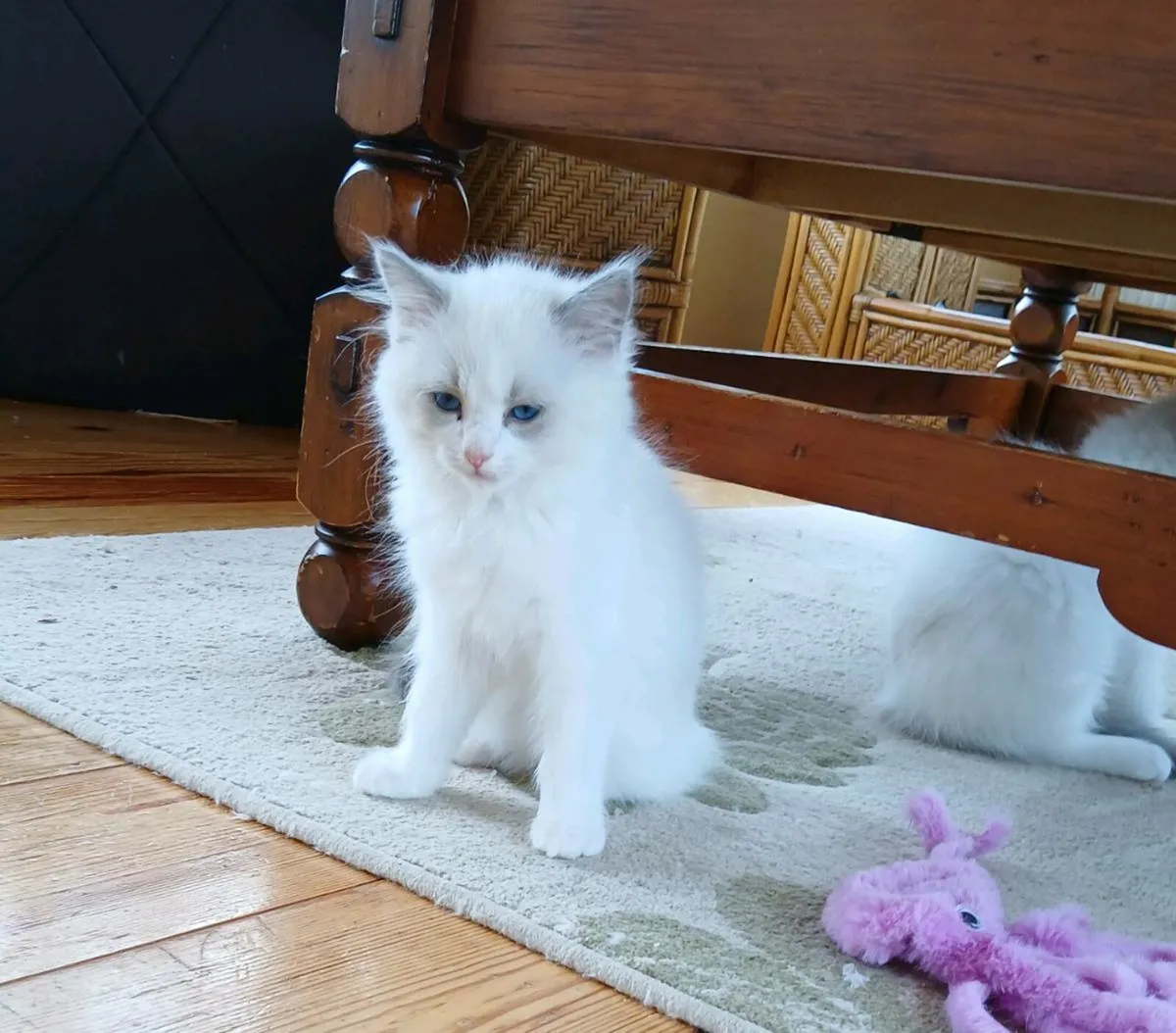 Ragdoll kittens - Image 1