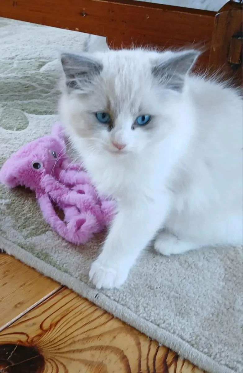Ragdoll kittens - Image 2
