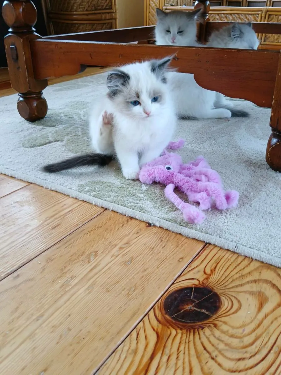 Ragdoll kittens - Image 3
