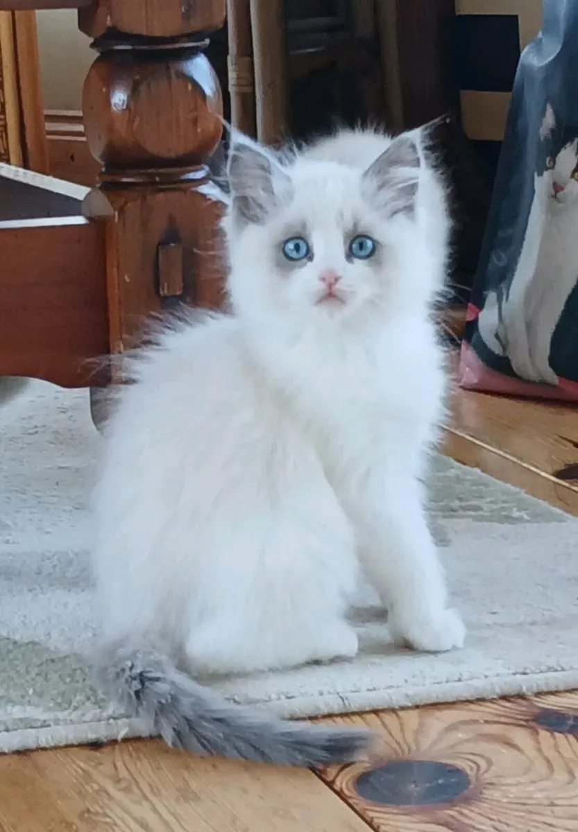 Ragdoll kittens - Image 4