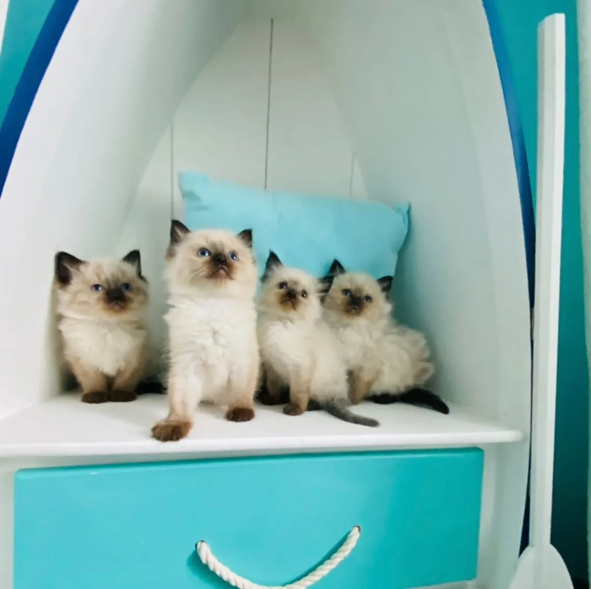 Beautiful Pedigree Ragdoll Kittens