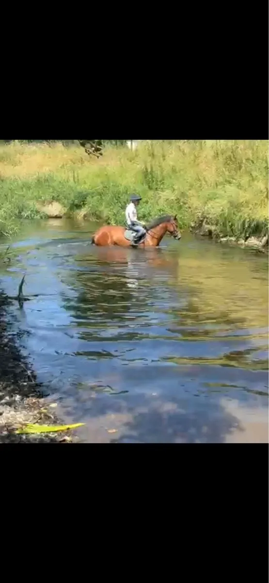16.2 5 year old gelding - Image 4