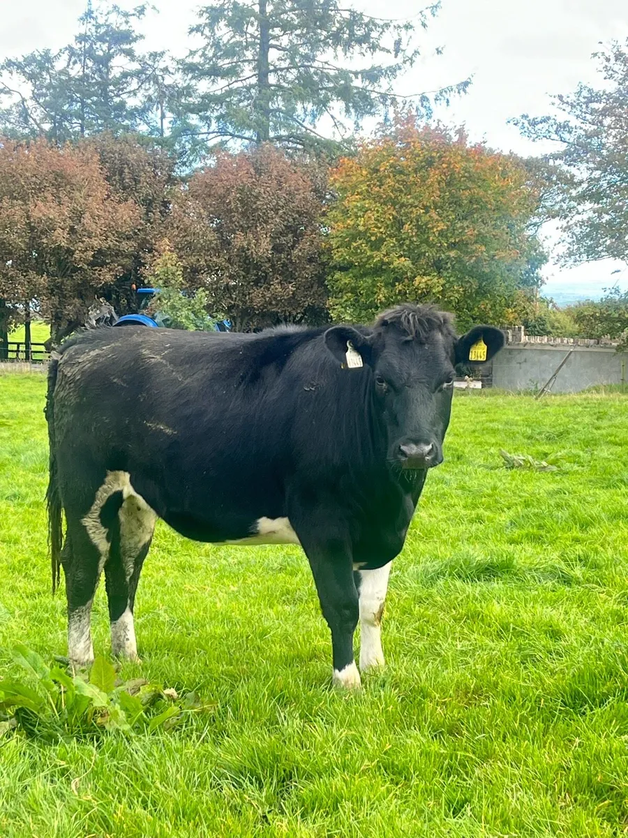 Quality Incalf Heifers for Sale - Image 1