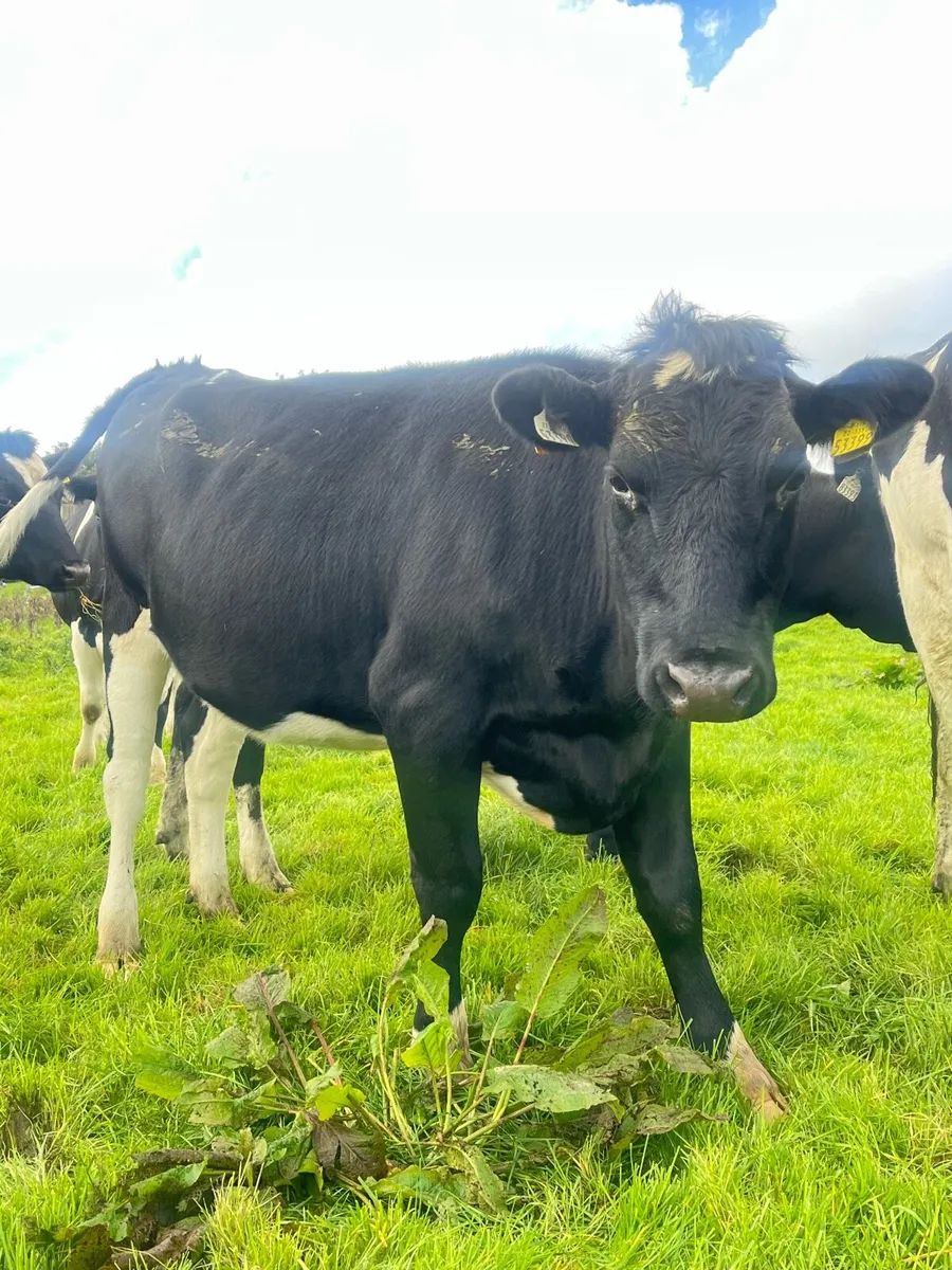 Quality Incalf Heifers for Sale - Image 2