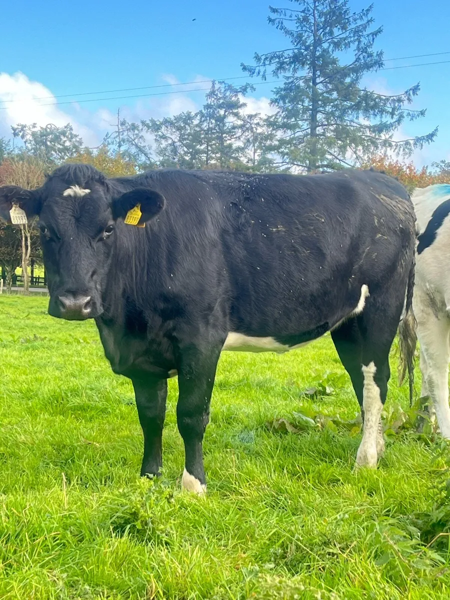 Quality Incalf Heifers for Sale - Image 4