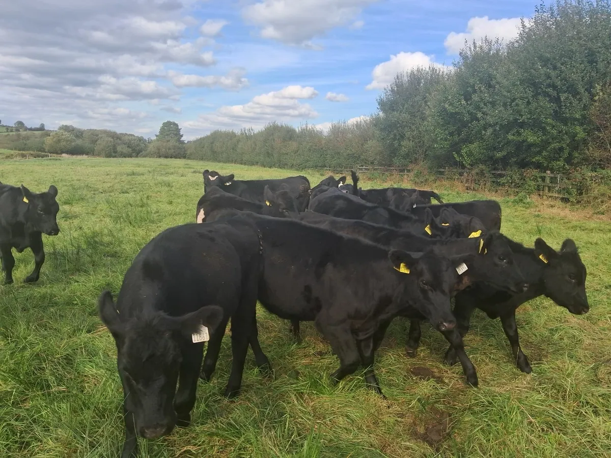 AA weanlings organic - Image 1