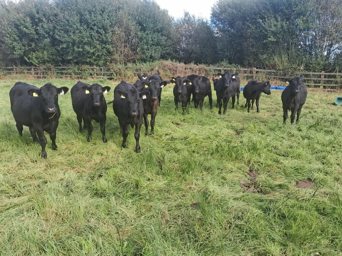 AA weanlings organic - Image 2
