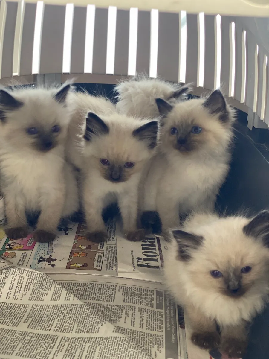 Beautiful Pedigree Ragdoll Kittens - Image 4