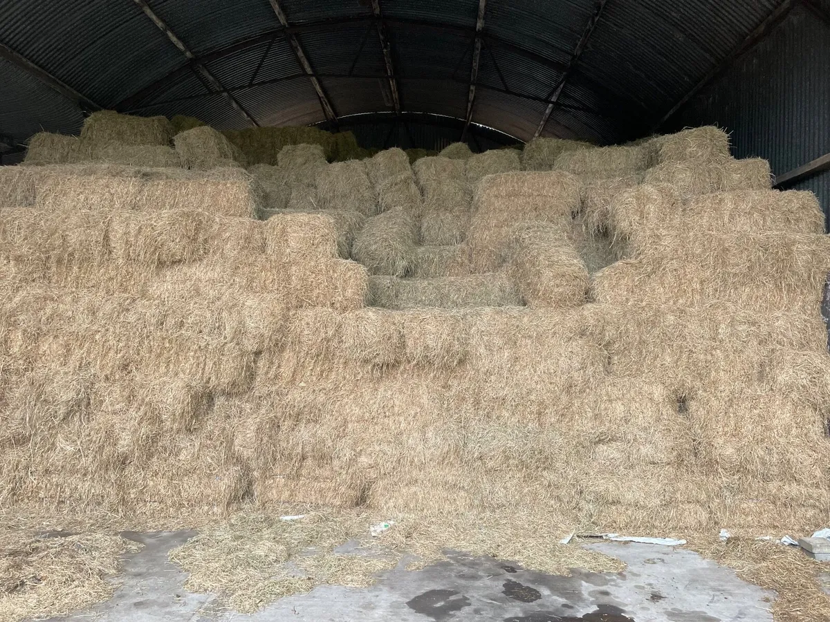 Square bales of hay - Image 1