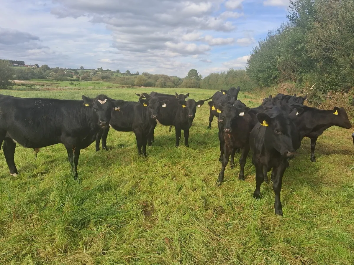 AA weanlings organic - Image 4