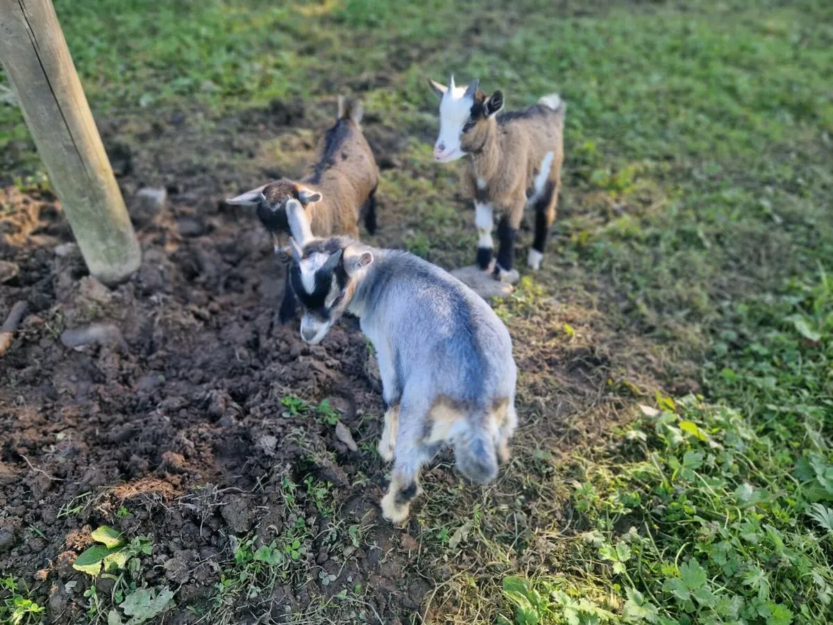 Pygmy buck KIDS 12 weeks. - Image 3