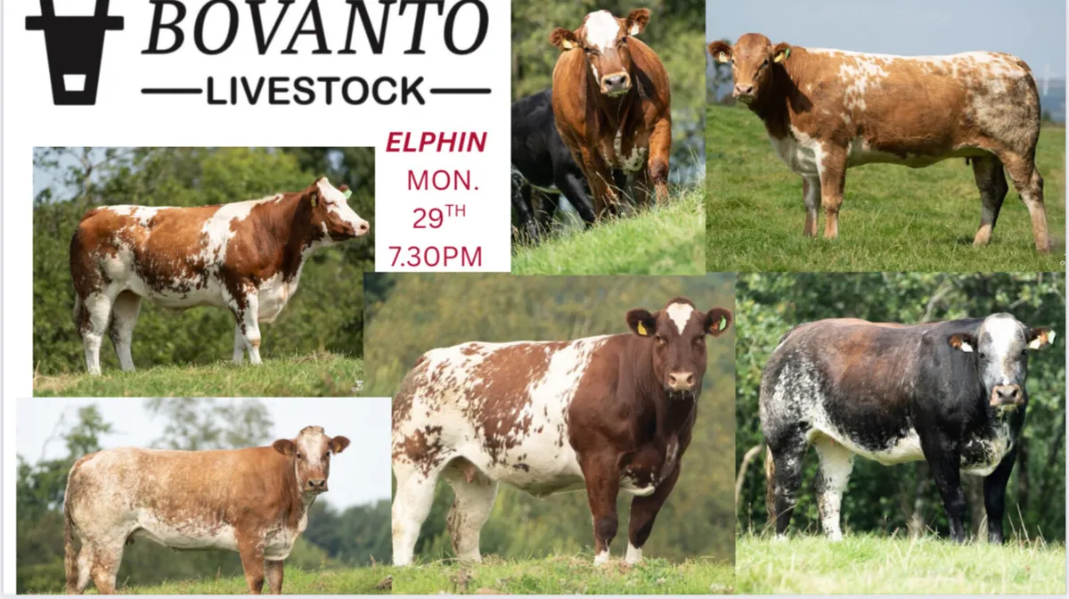 In-Calf Heifer Sale - Image 1
