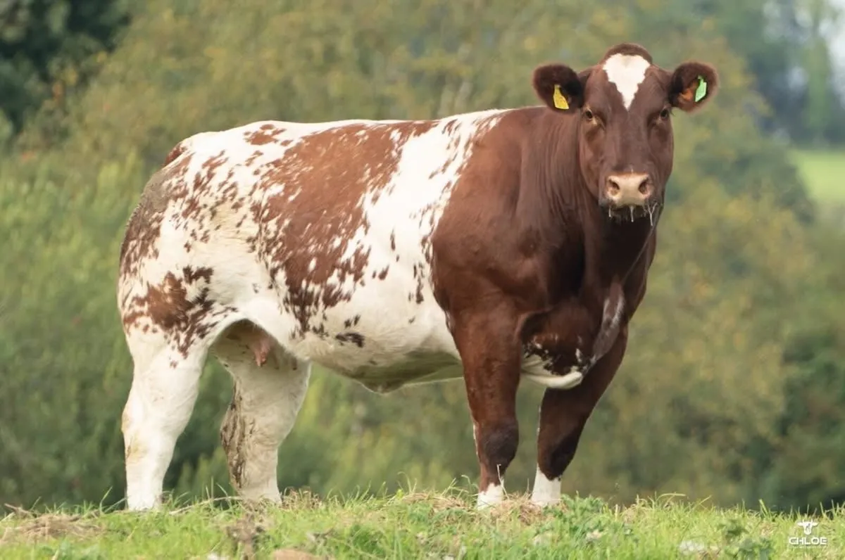 In-Calf Heifer Sale - Image 2