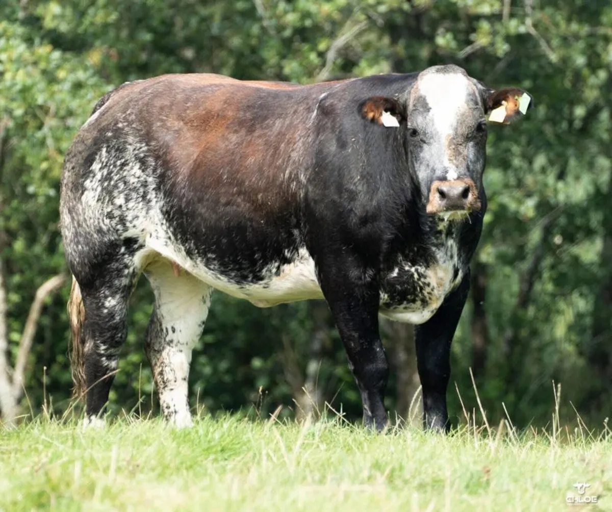 In-Calf Heifer Sale - Image 4