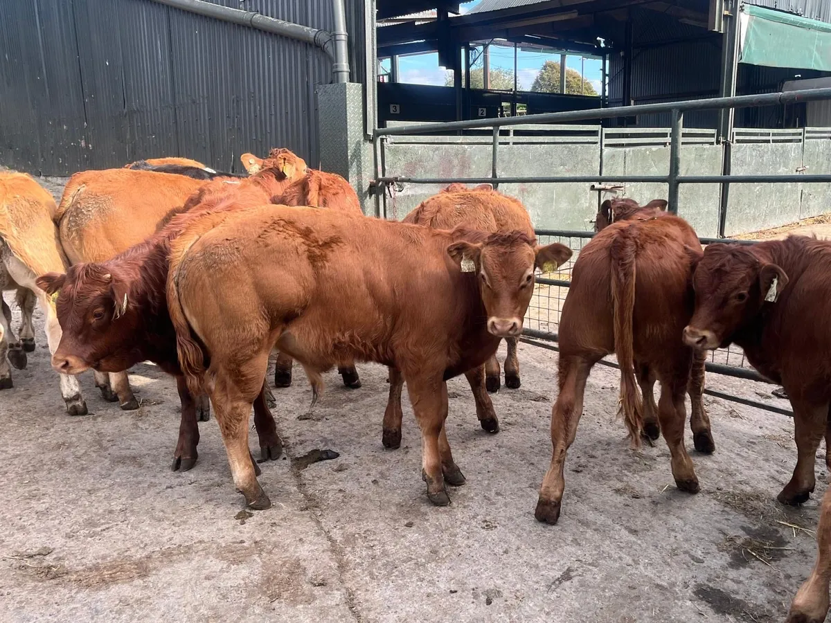 16 u grade limosin bull weanlings - Image 1