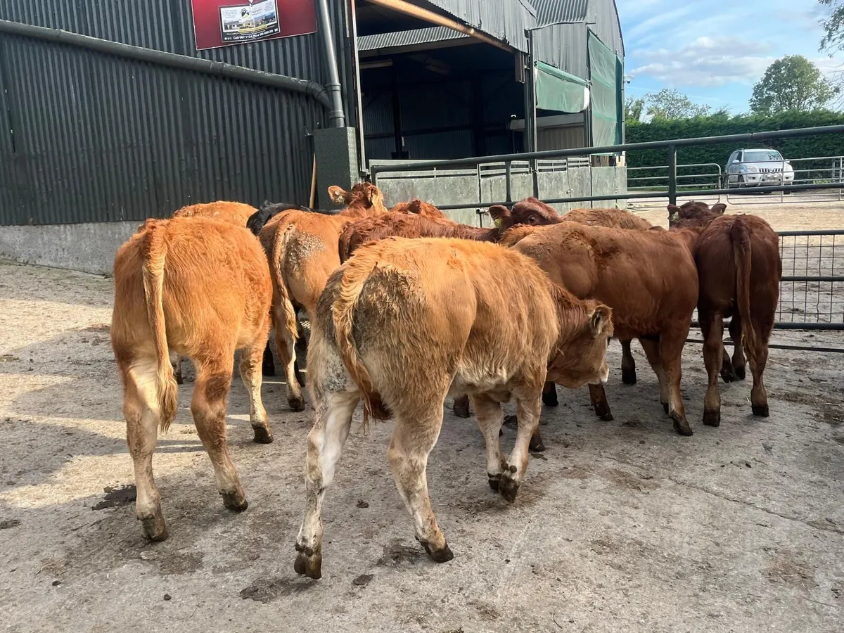 16 u grade limosin bull weanlings - Image 2
