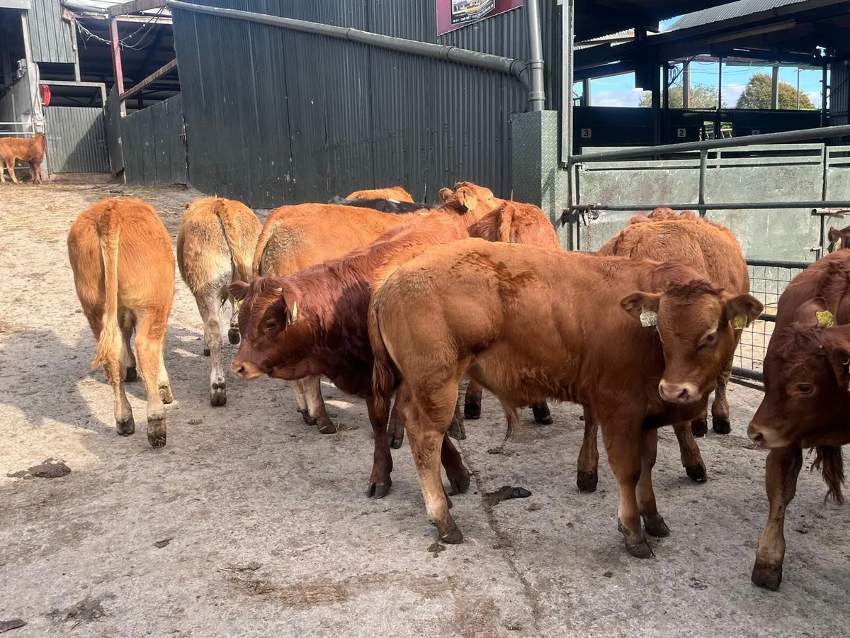 16 u grade limosin bull weanlings - Image 3