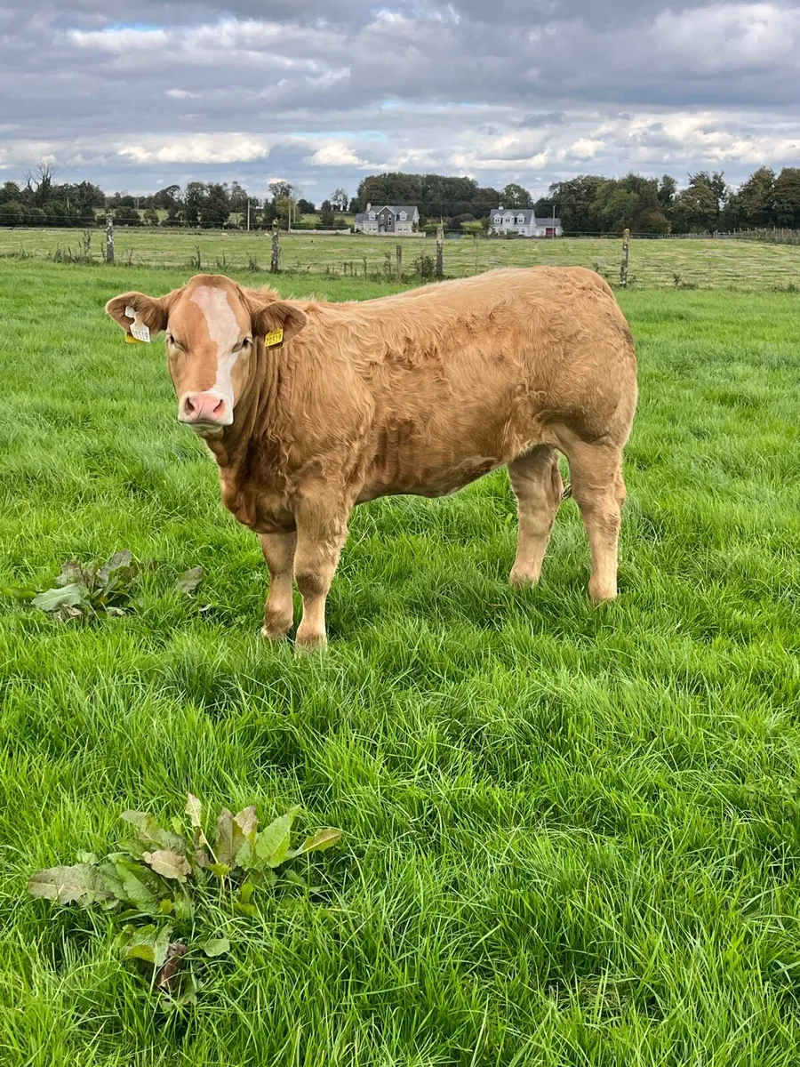 🔥smashing heifers for sale🔥 - Image 1