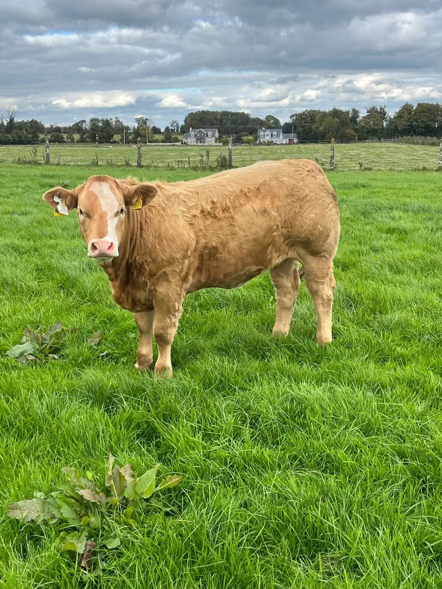 🔥smashing heifers for sale🔥 - Image 2