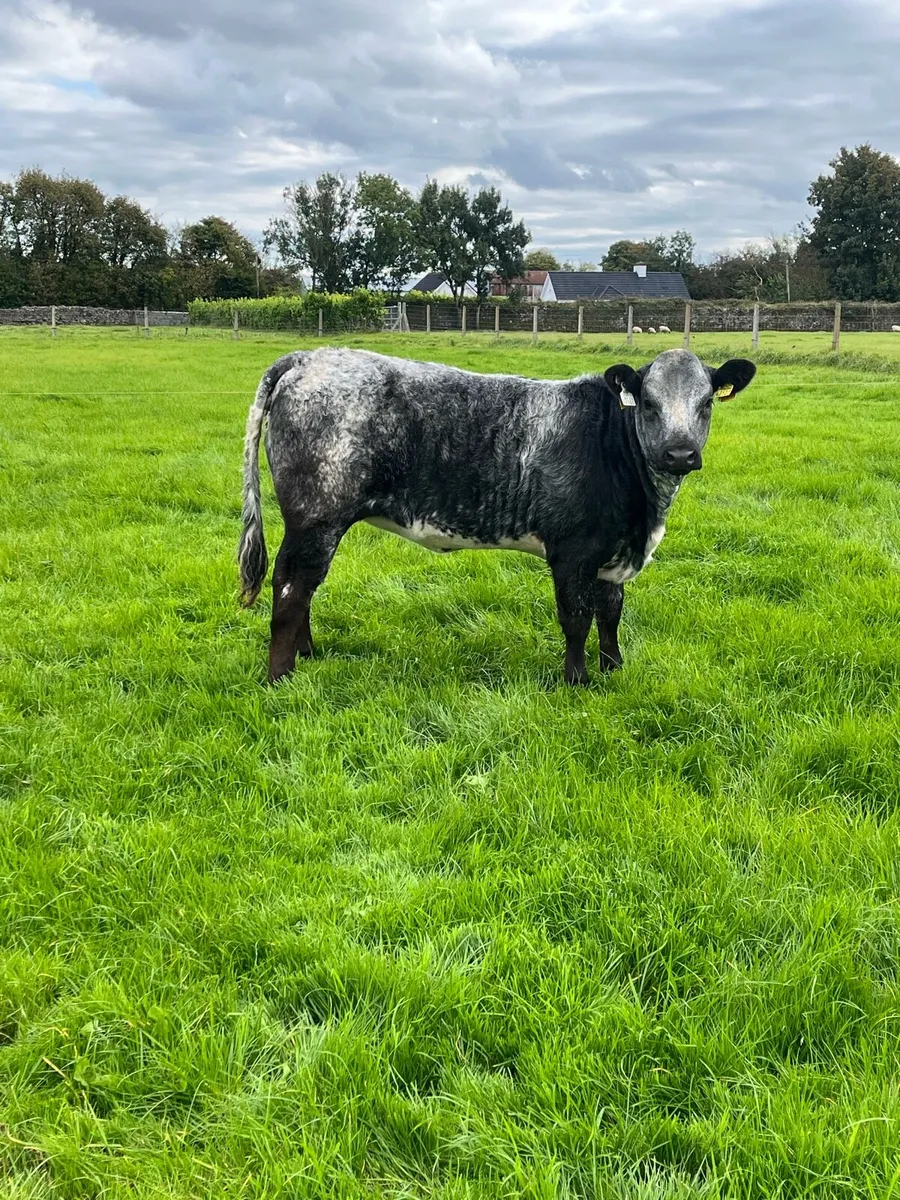 🔥smashing heifers for sale🔥 - Image 3