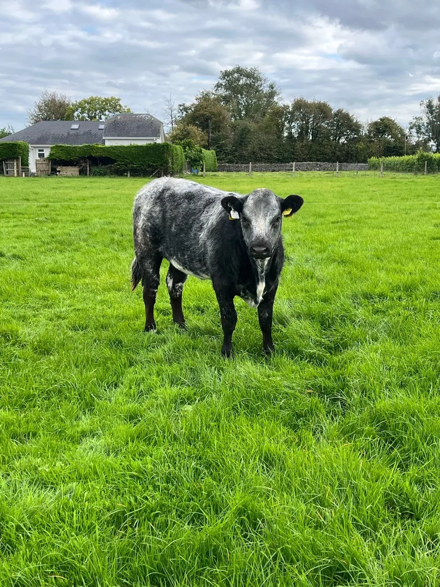 🔥smashing heifers for sale🔥 - Image 4